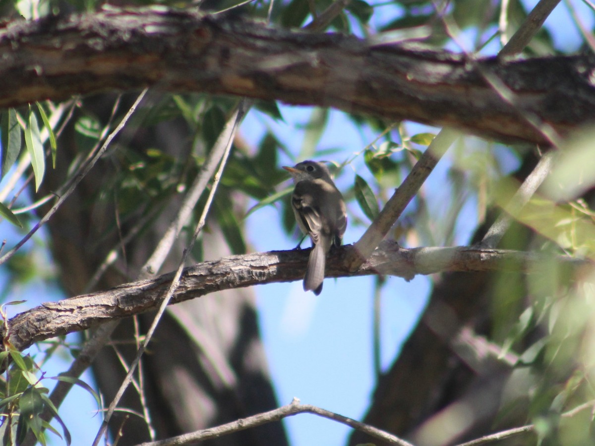 Western Flycatcher - ML622942024