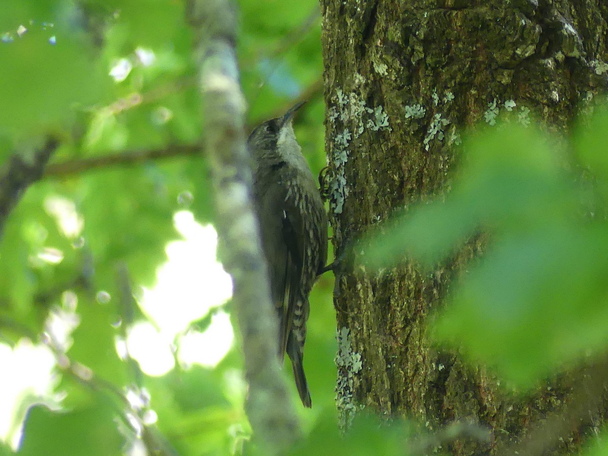 White-throated Treecreeper - Eamon Corbett