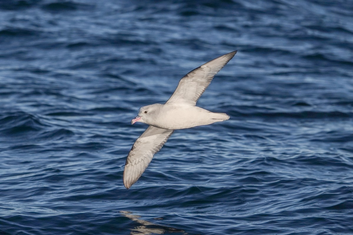 Southern Fulmar - Benjamin Gallardo