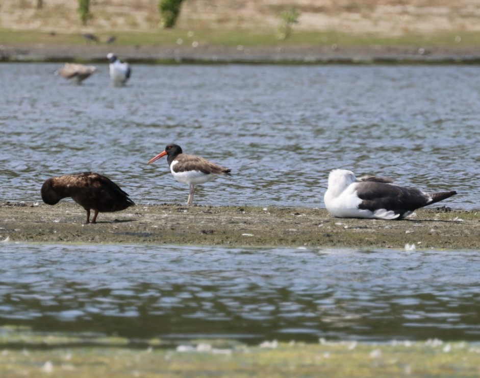 American Oystercatcher - ML622942159