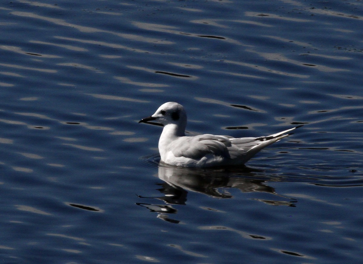 Bonaparte's Gull - ML622942182