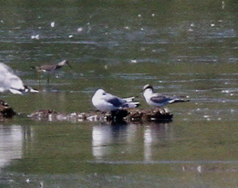 Common Tern - ML622942188