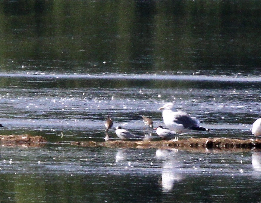 Common Tern - ML622942189