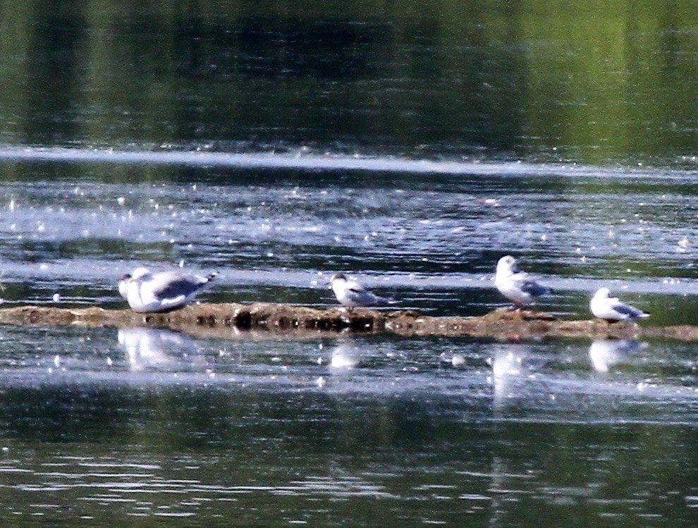Common Tern - ML622942190