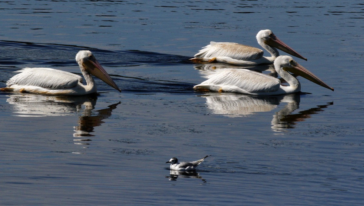 American White Pelican - ML622942204