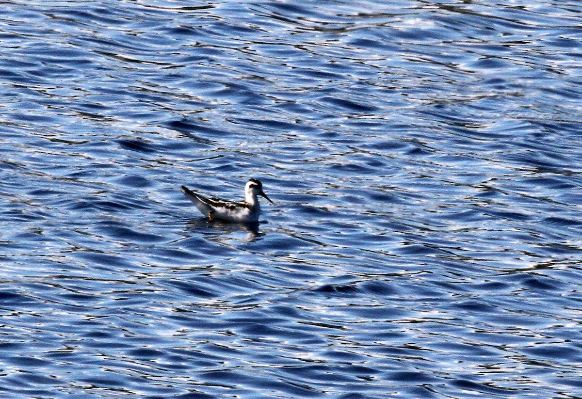 Red-necked Phalarope - Carlos Andersen