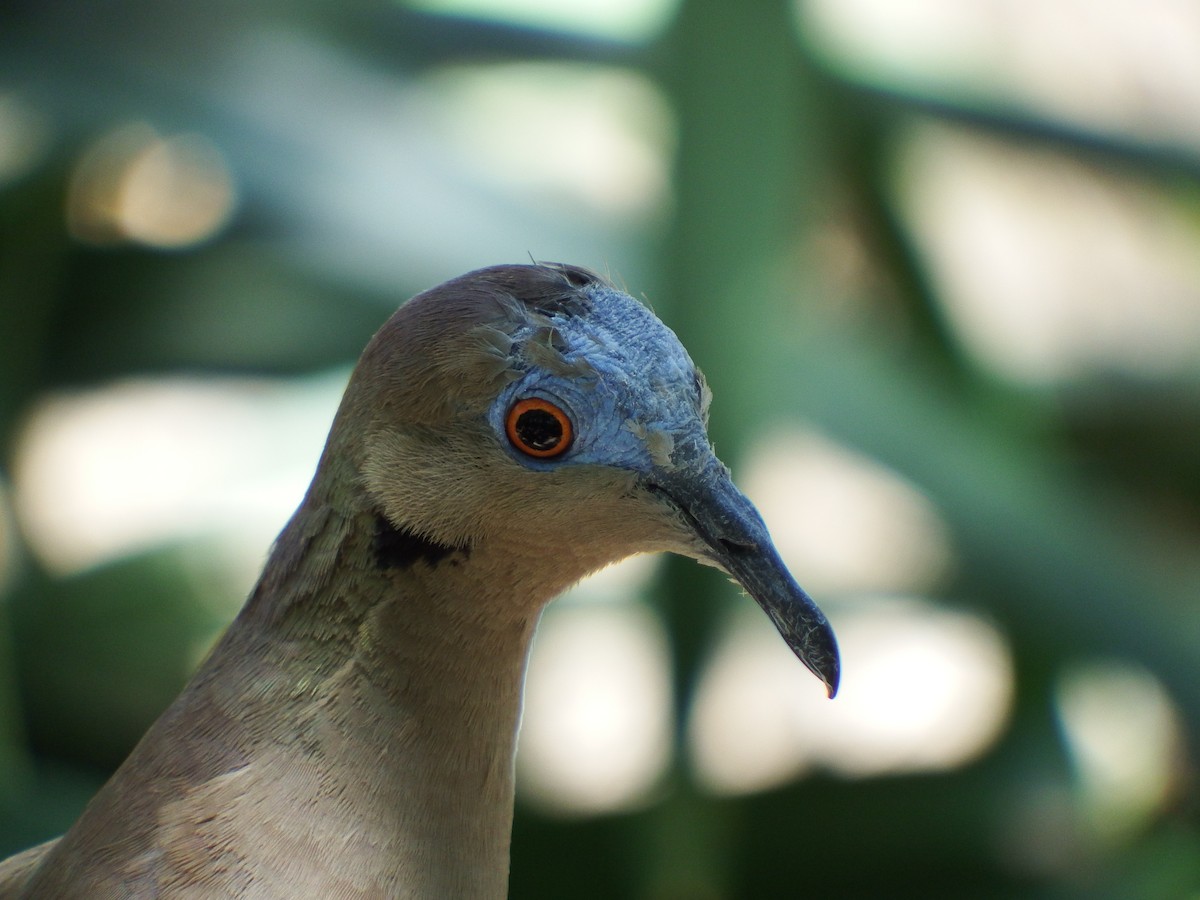 White-winged Dove - Nicholas Sly