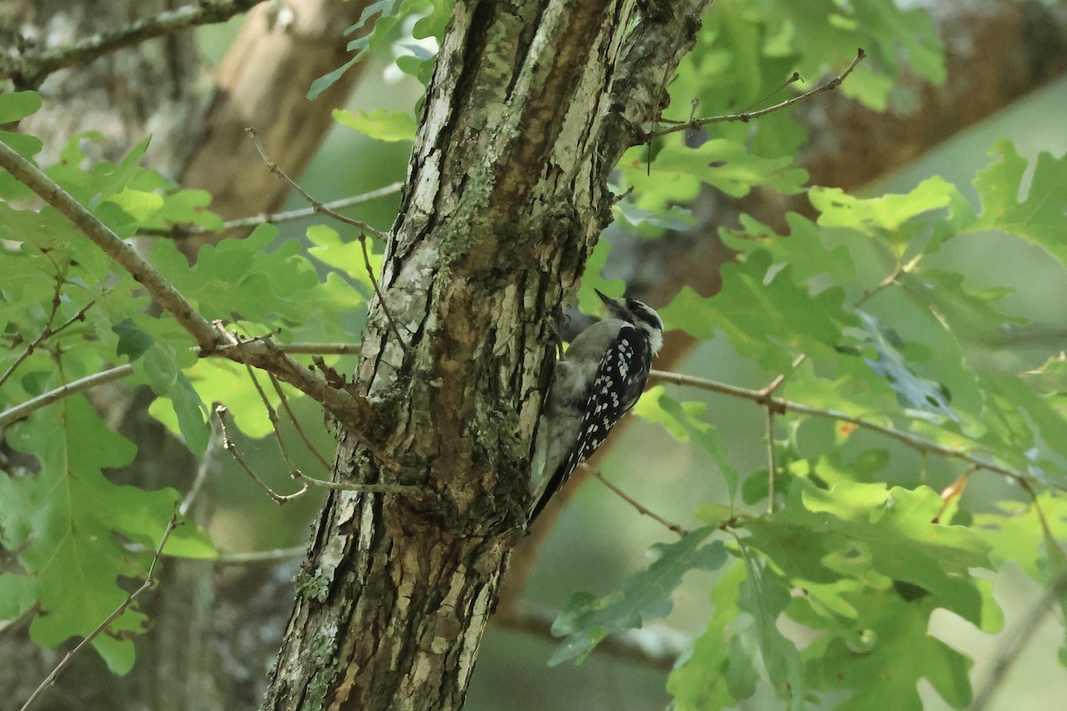 Downy Woodpecker - ML622942255