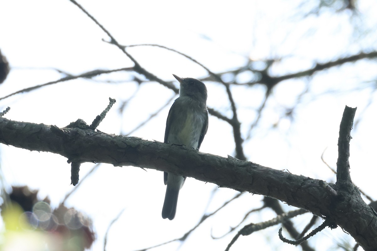 Eastern Wood-Pewee - ML622942263