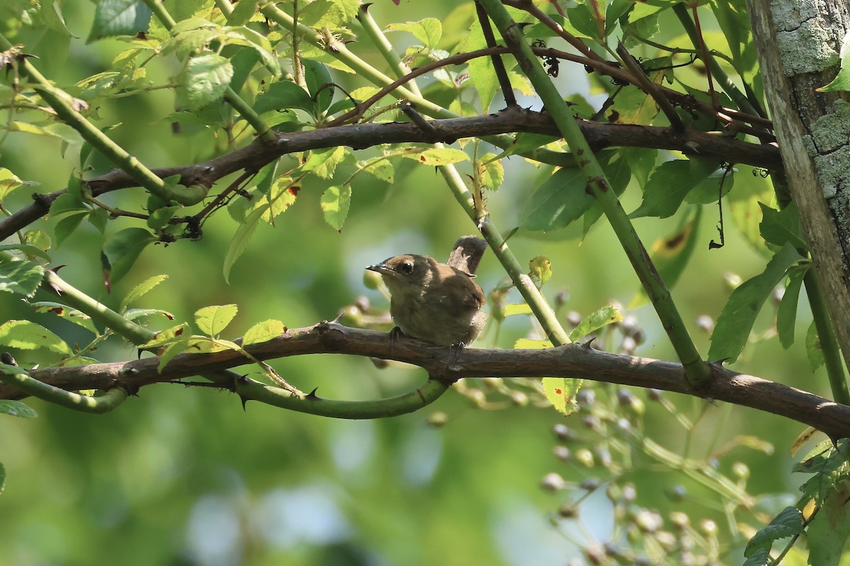 Northern House Wren - ML622942267