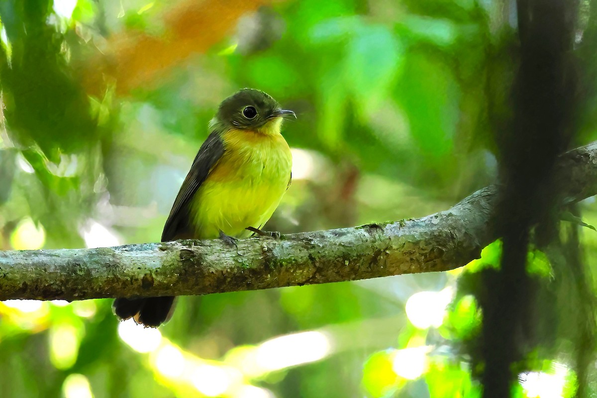 Whiskered Flycatcher - ML622942270