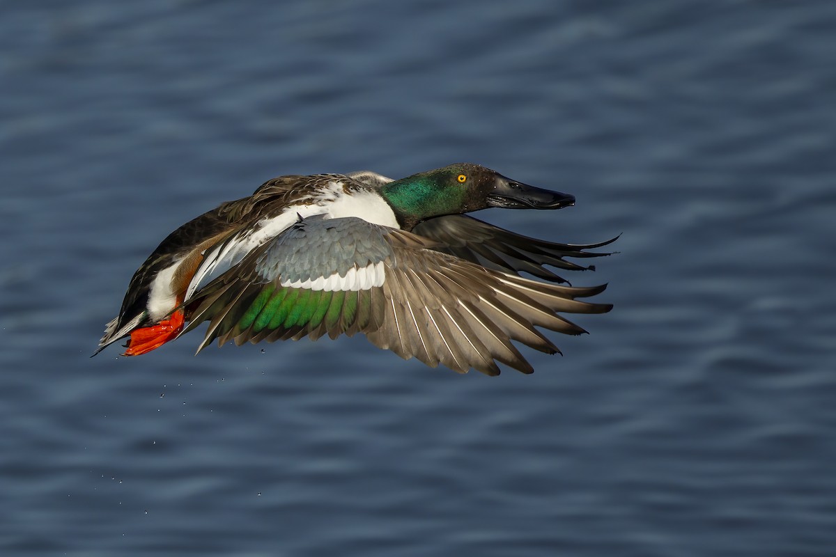 Canard souchet - ML622942286