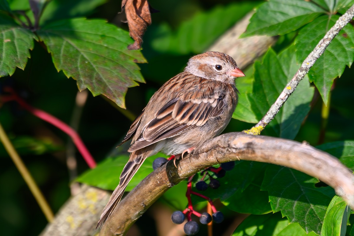 Field Sparrow - Tim D