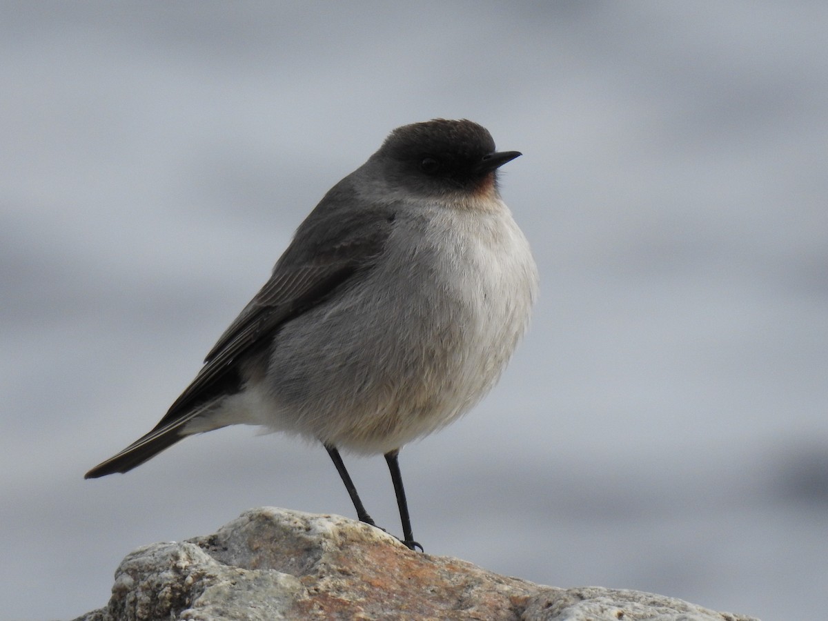 Dark-faced Ground-Tyrant - Mariano Jalil Bueri