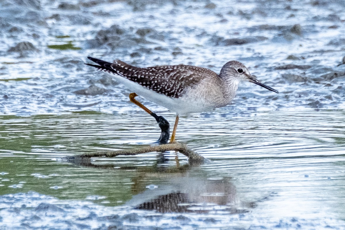 Greater Yellowlegs - Richard Hook