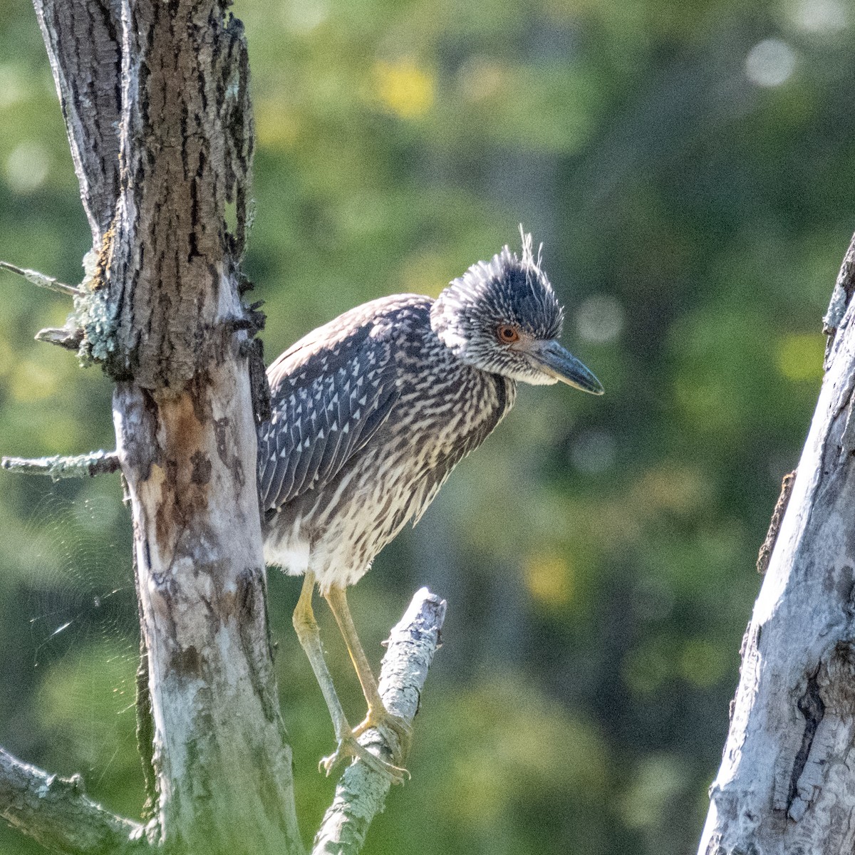 Yellow-crowned Night Heron (Yellow-crowned) - ML622942321