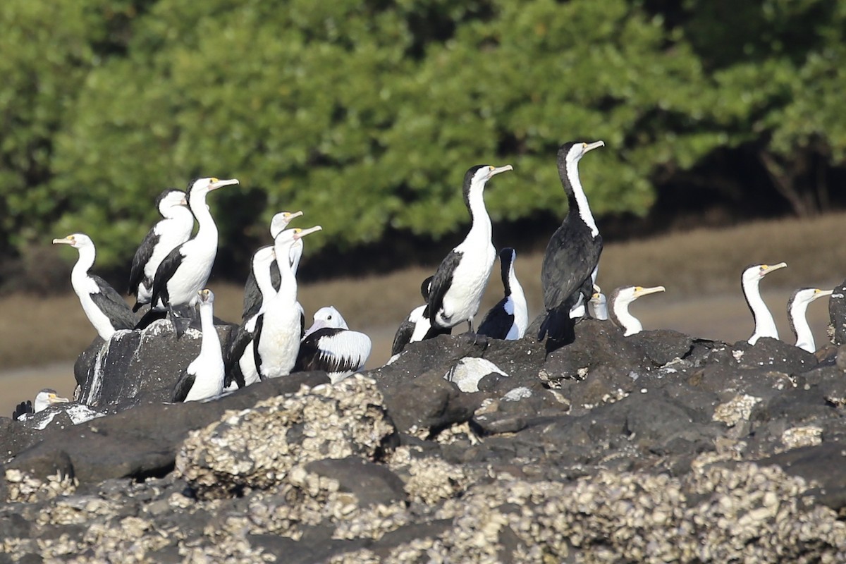 Pied Cormorant - Jim Stone