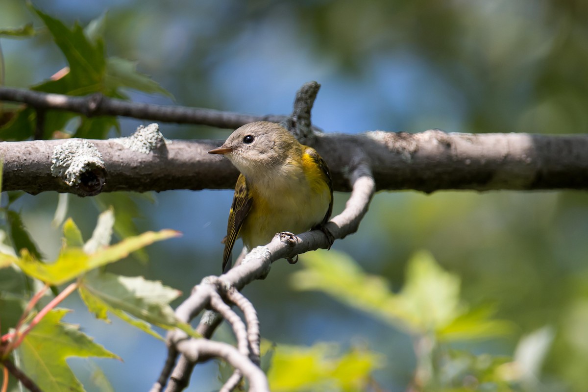 American Redstart - ML622942338