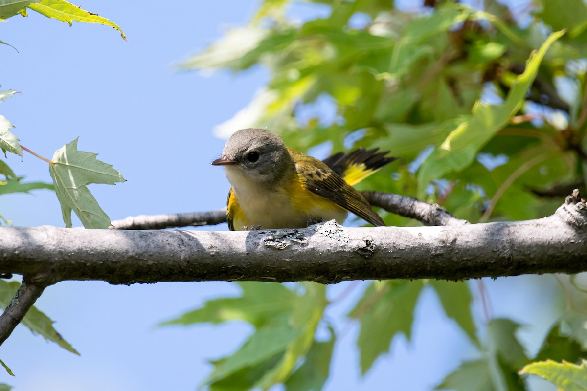 American Redstart - Luc Girard