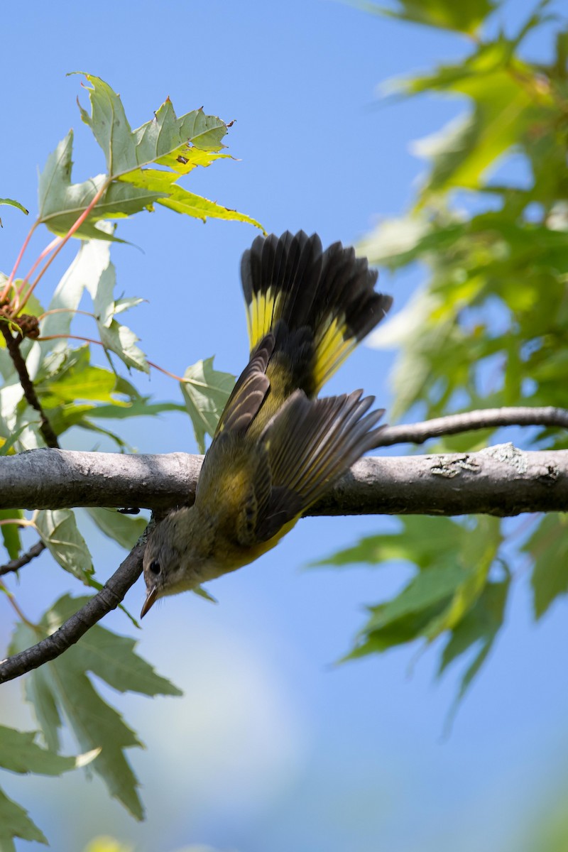 American Redstart - ML622942340