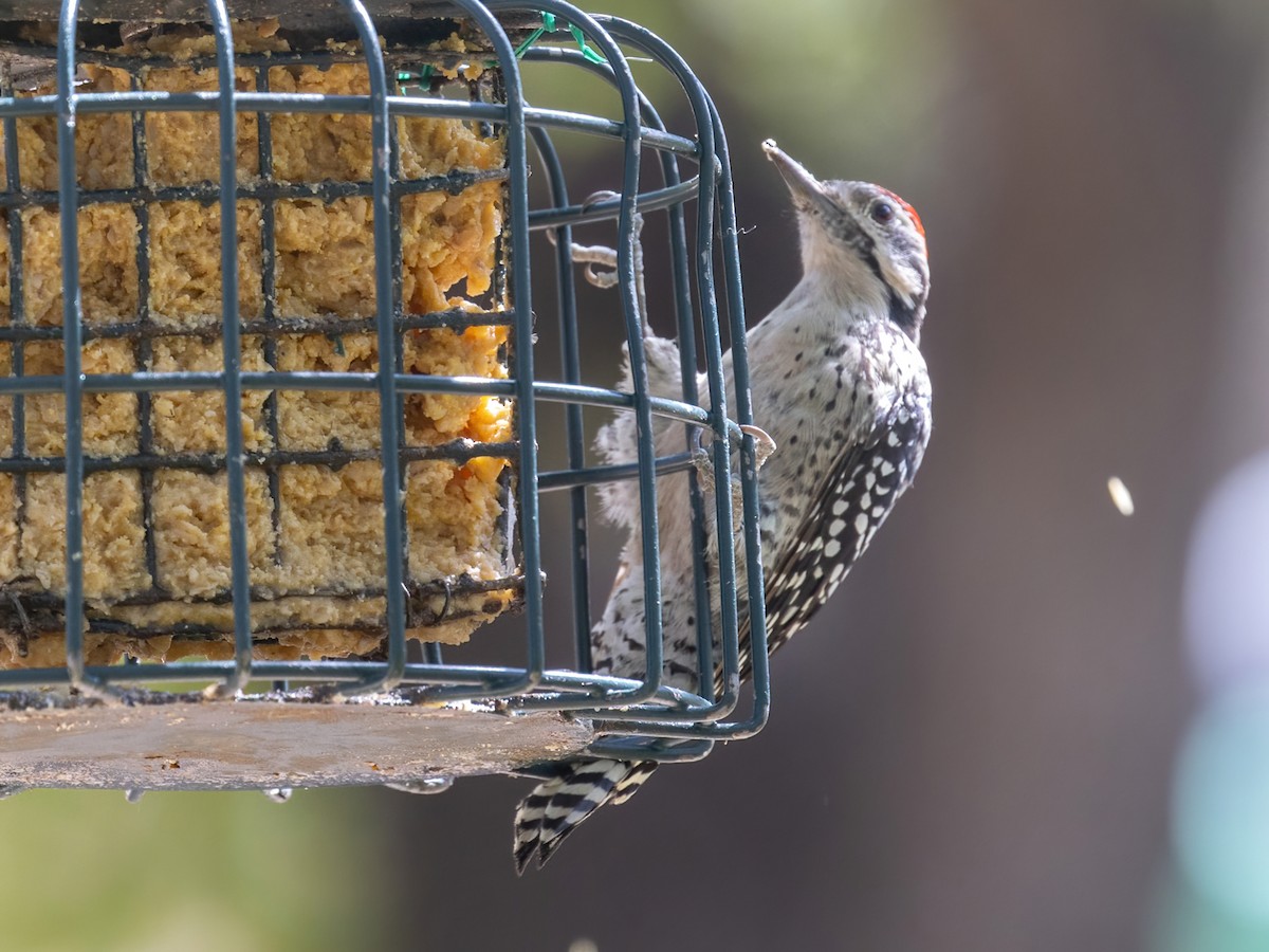 Ladder-backed Woodpecker - ML622942341