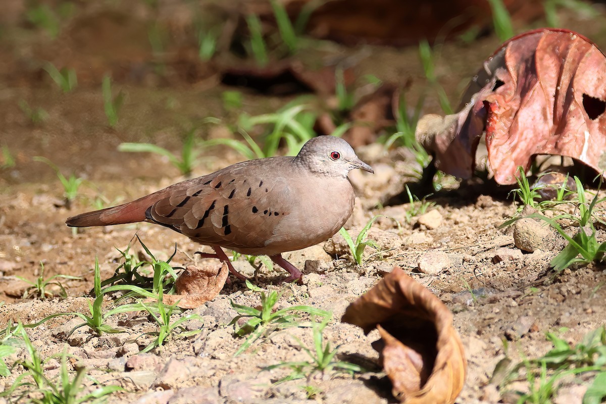 Ruddy Ground Dove - Fabio Landmeier