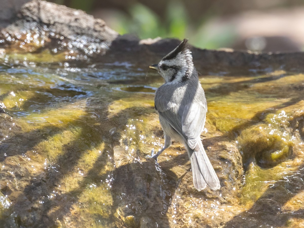 Bridled Titmouse - Bruce Aird