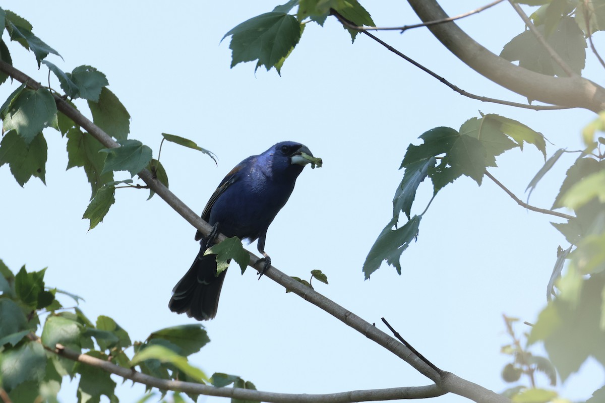 Blue Grosbeak - ML622942360