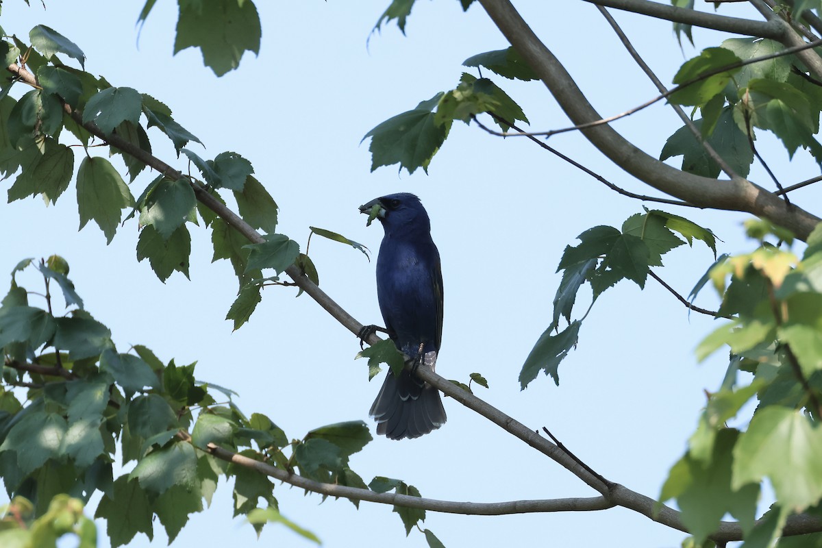 Blue Grosbeak - ML622942361