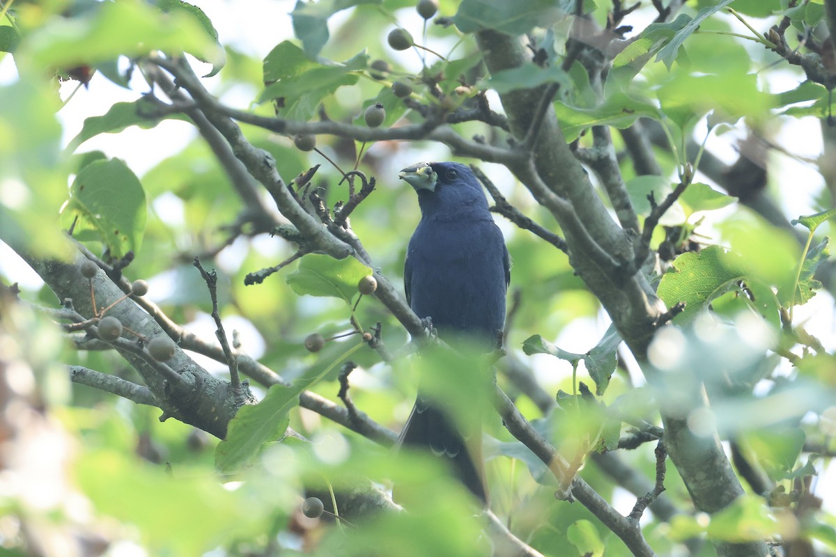 Blue Grosbeak - ML622942362