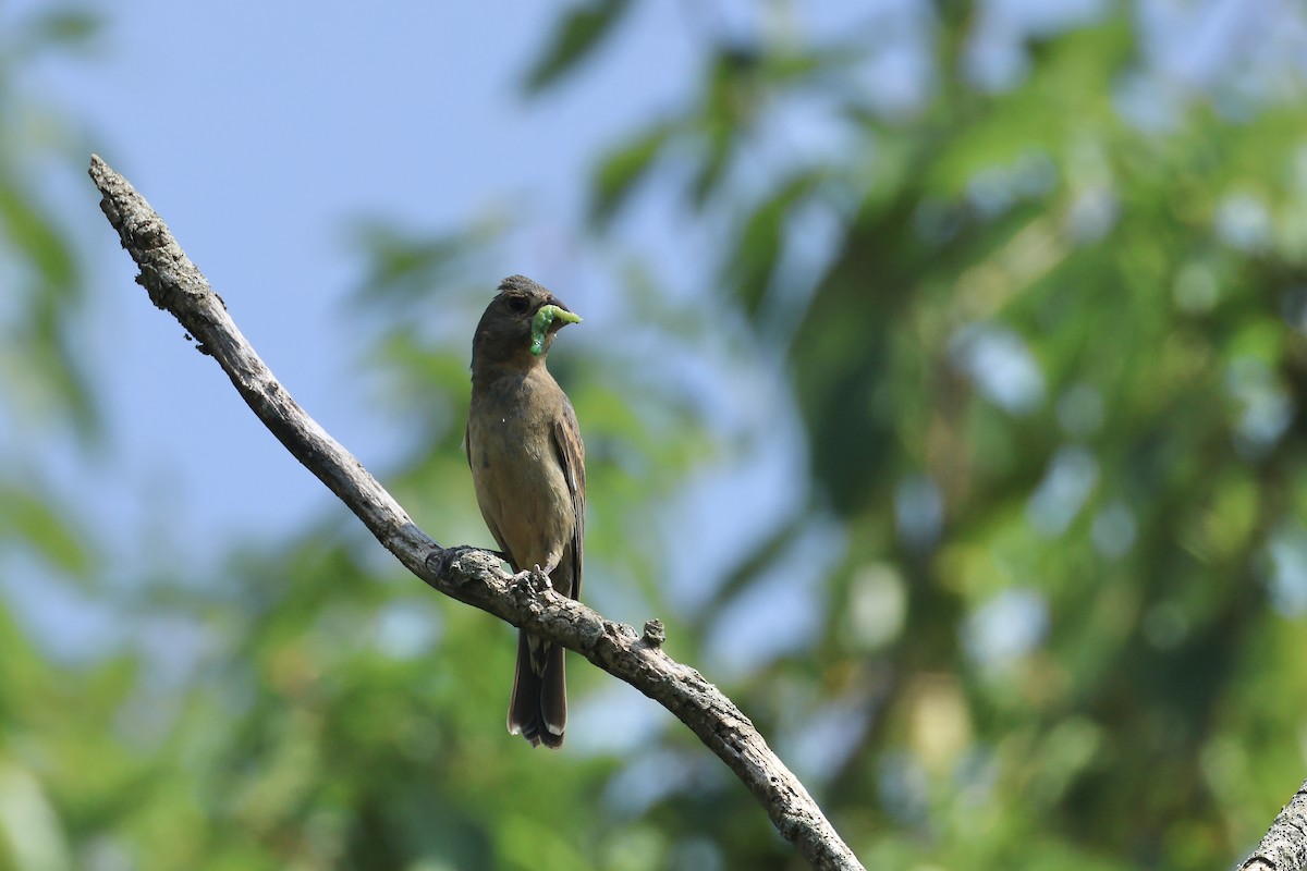Blue Grosbeak - ML622942363