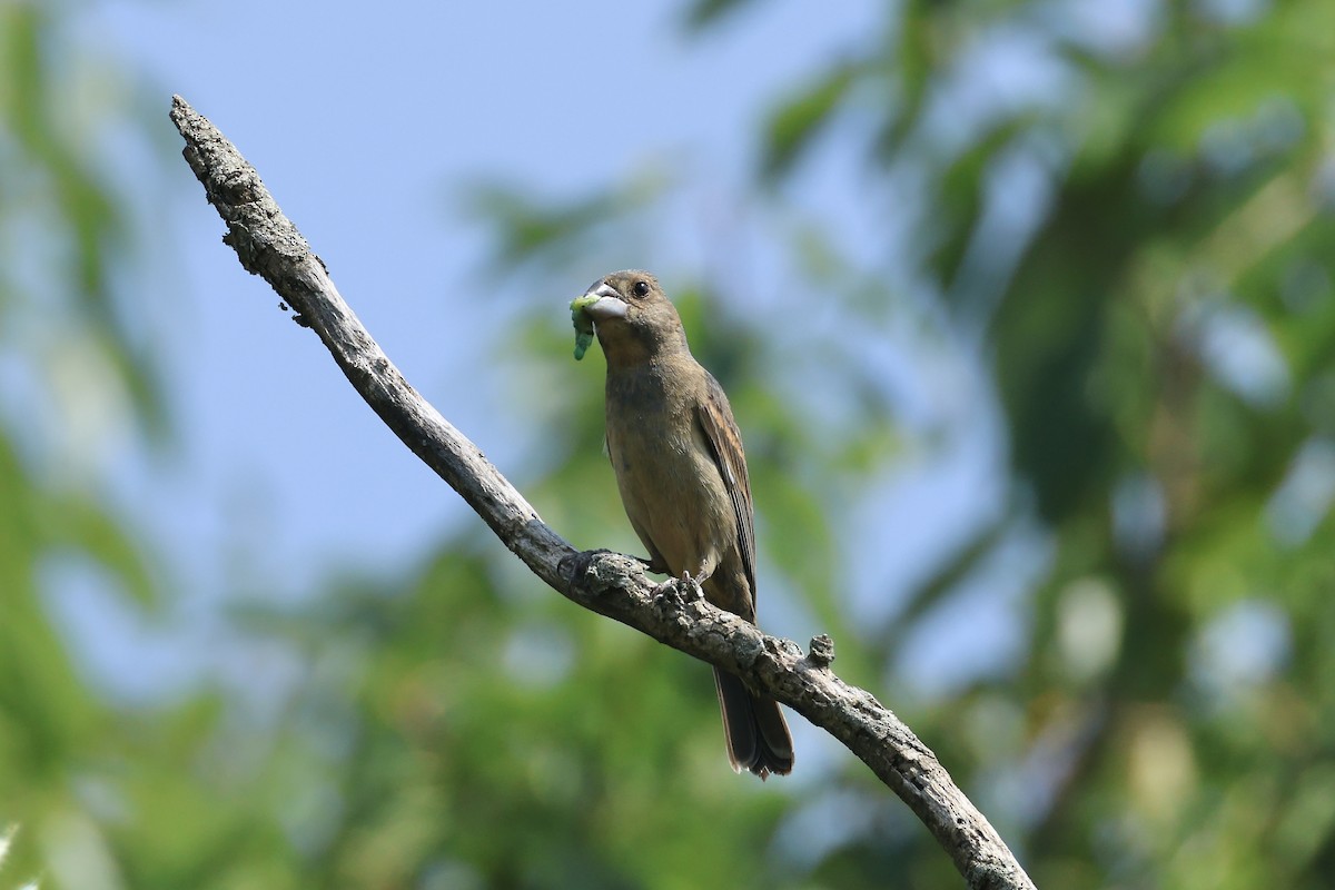 Blue Grosbeak - ML622942364