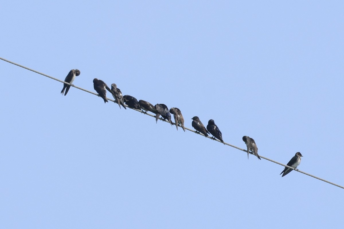 Purple Martin - ML622942370