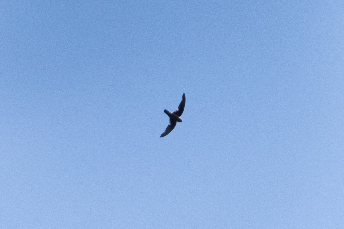 White-fronted Swift - ML622942382