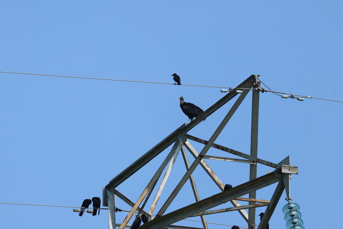 Black Vulture - ML622942384