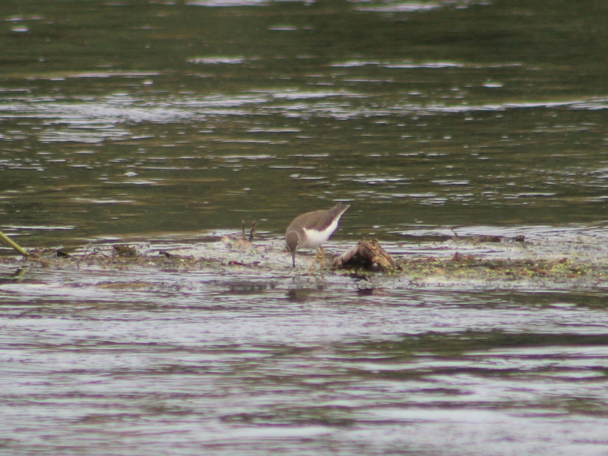 Spotted Sandpiper - ML622942387