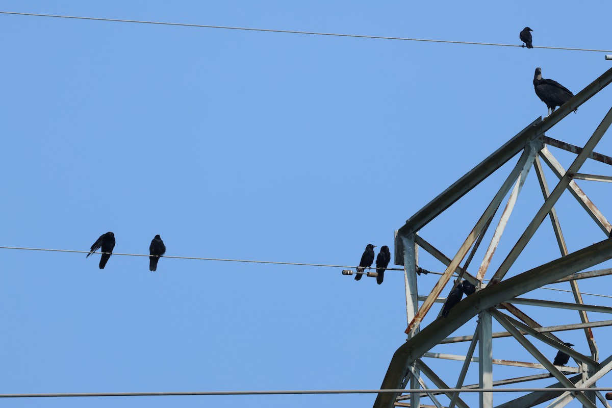 Fish Crow - ML622942388