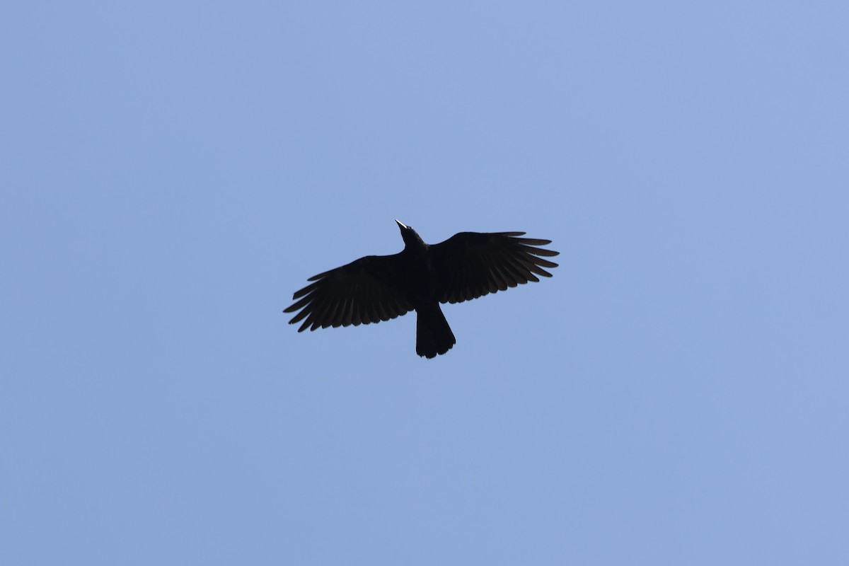 Fish Crow - ML622942390
