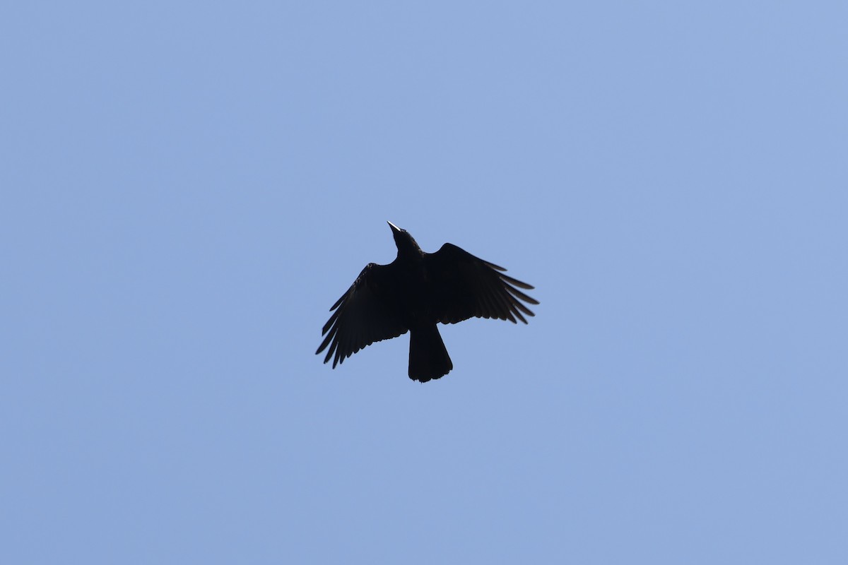 Fish Crow - ML622942391