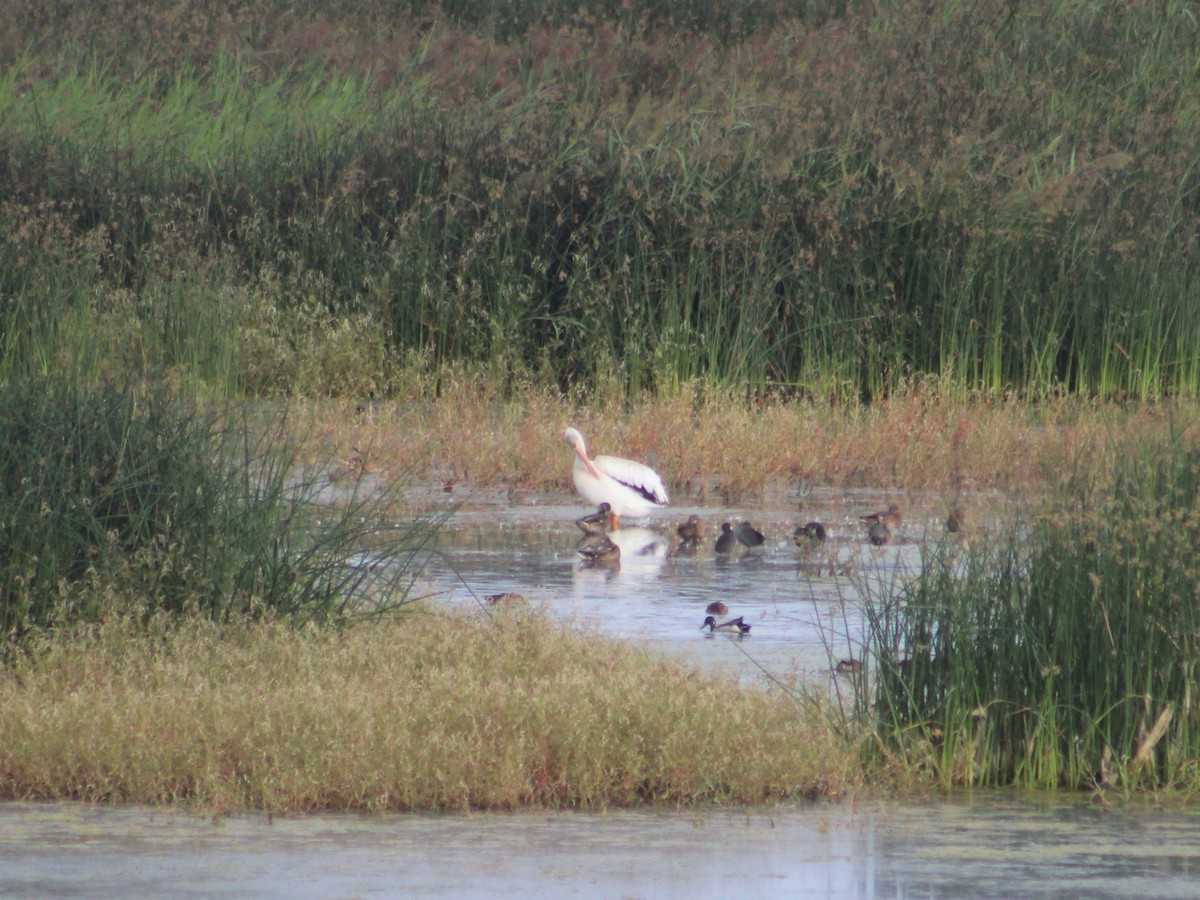 American White Pelican - ML622942403