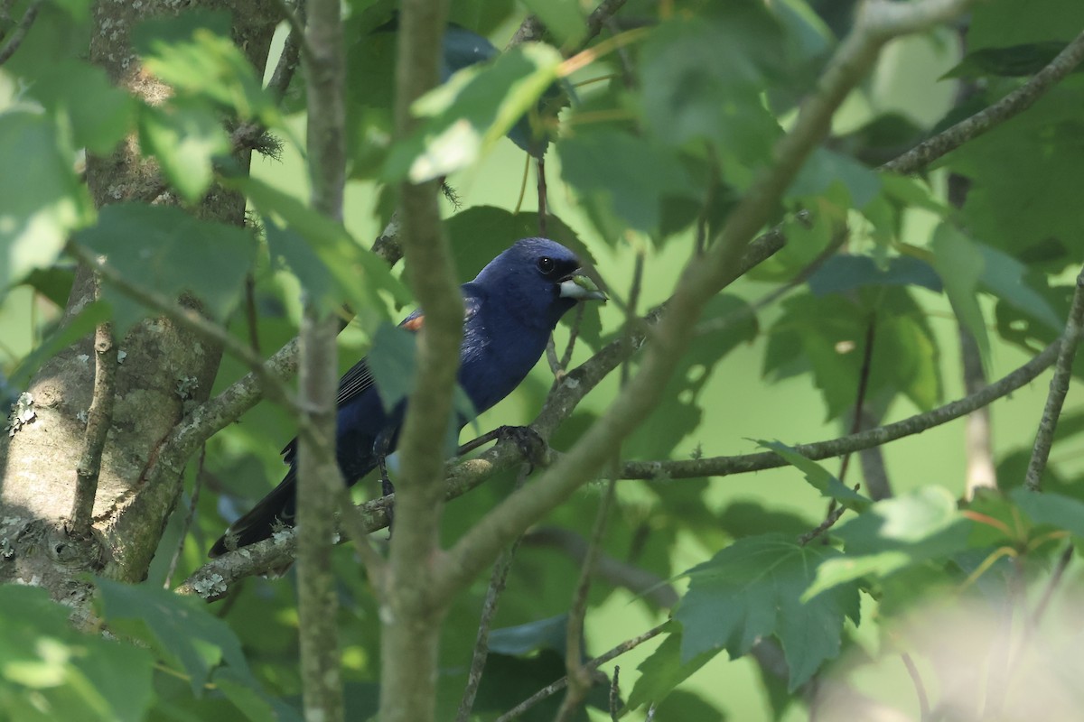 Blue Grosbeak - ML622942406