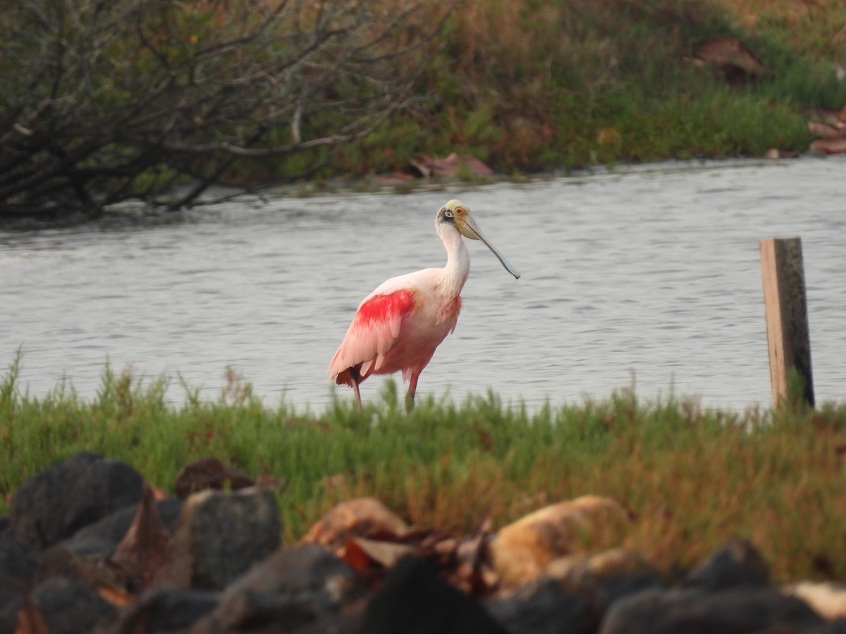 Roseate Spoonbill - ML622942411