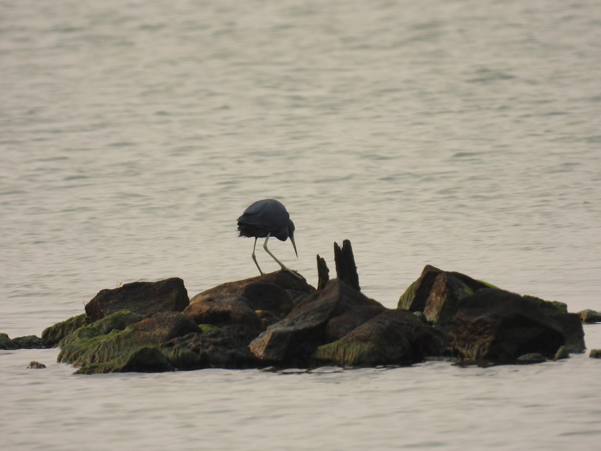 Little Blue Heron - Rodrigo Quadros