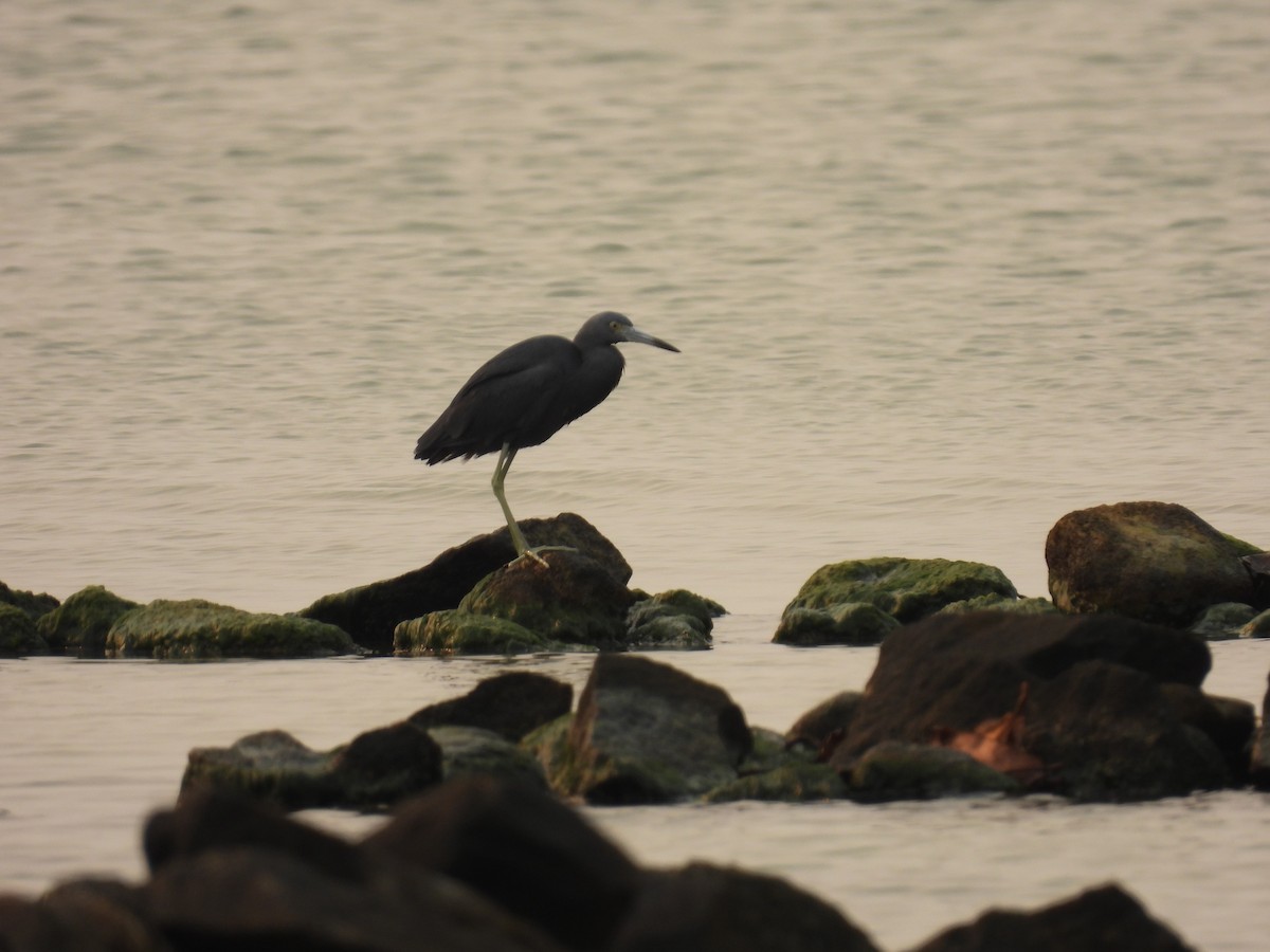 Little Blue Heron - ML622942431