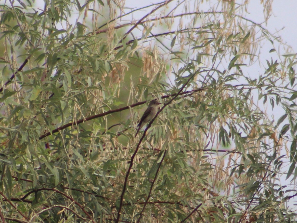 Western Wood-Pewee - ML622942438