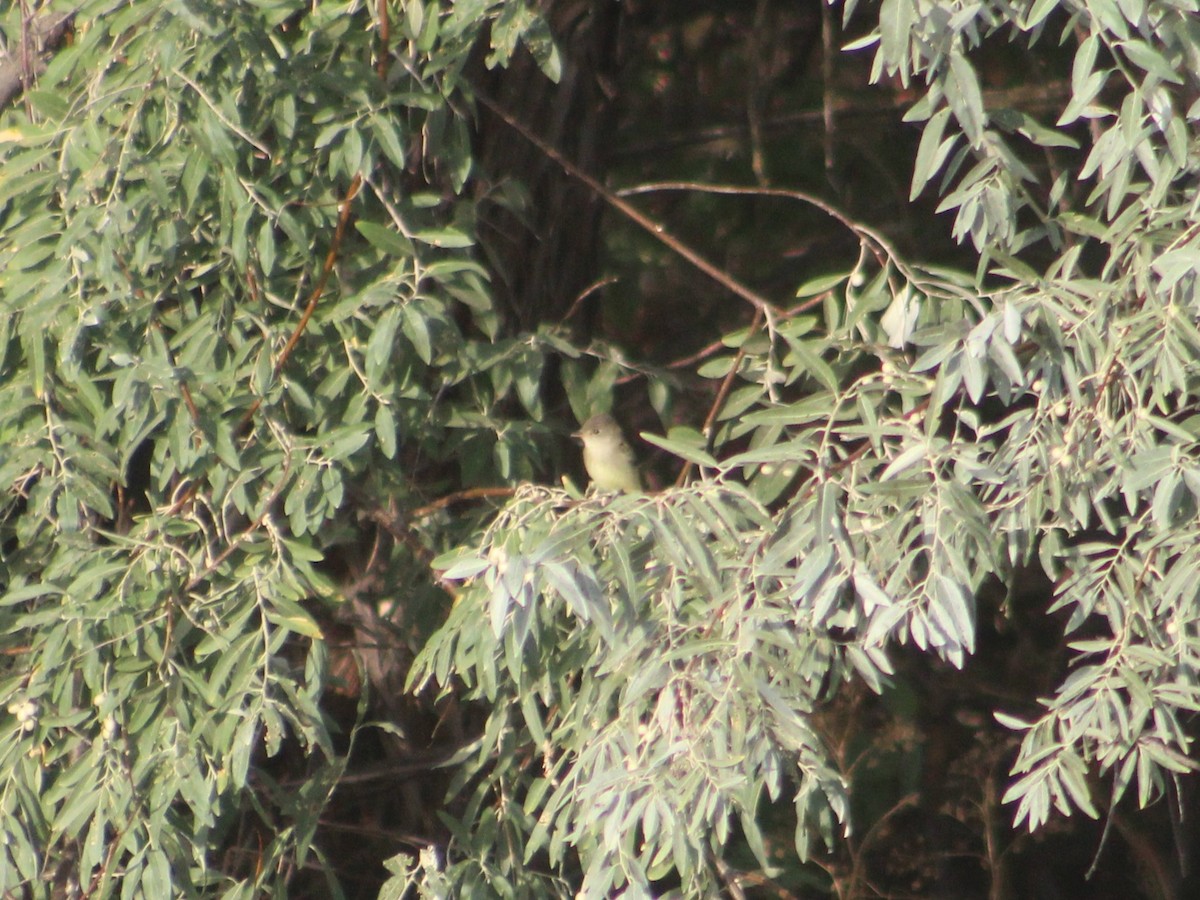 Willow Flycatcher - James Jarrett