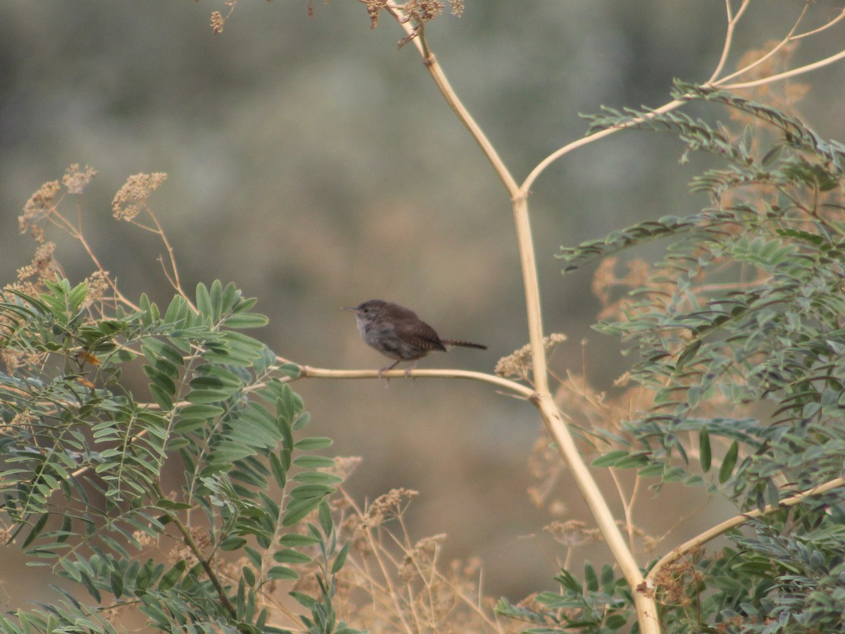 Chochín Criollo - ML622942453