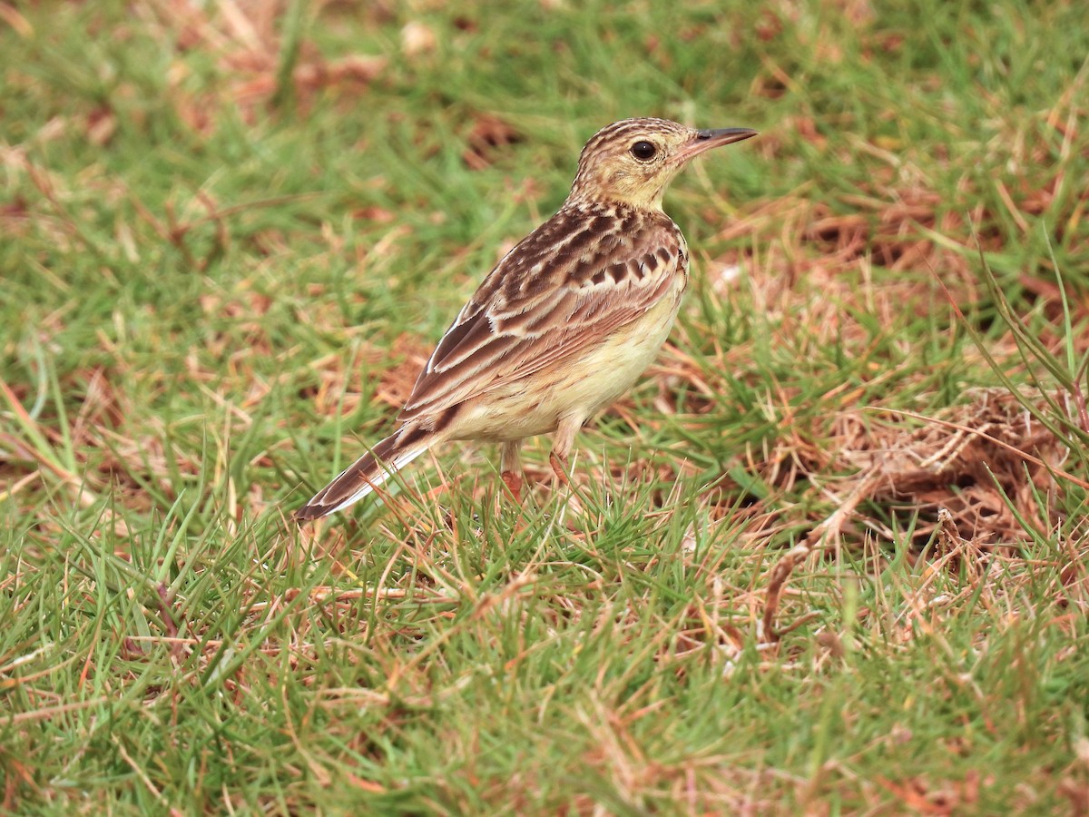 Yellowish Pipit - ML622942471