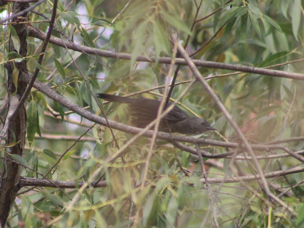 Gray Catbird - ML622942472