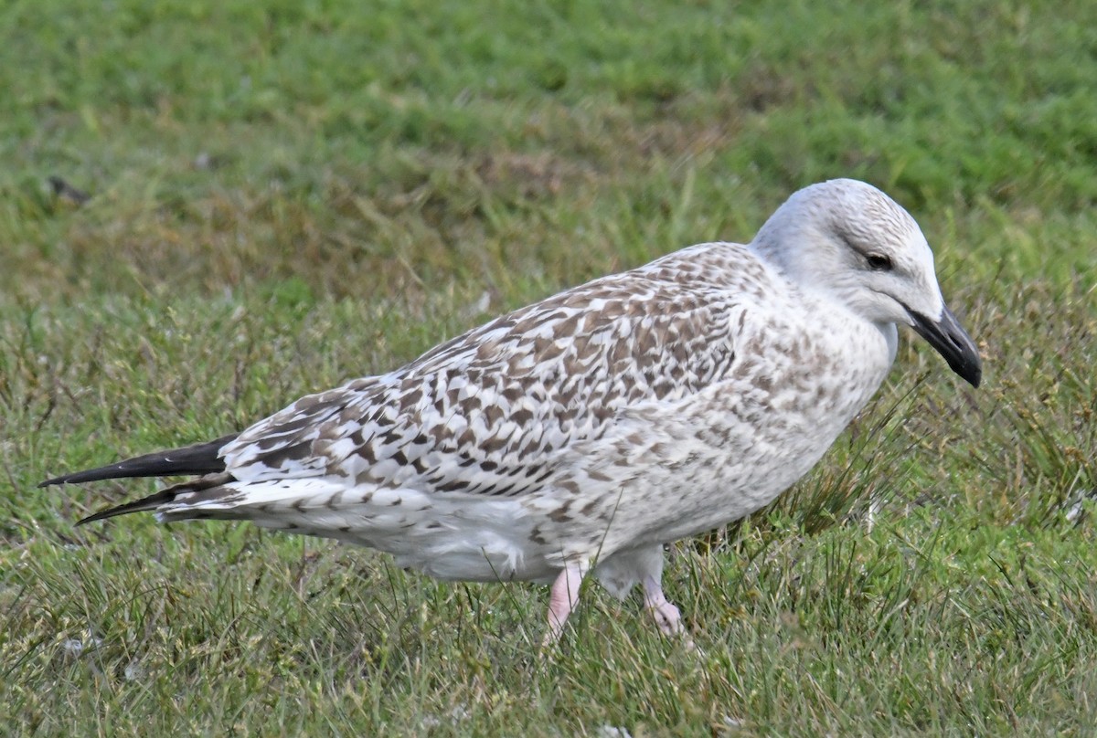 Great Black-backed Gull - ML622942476